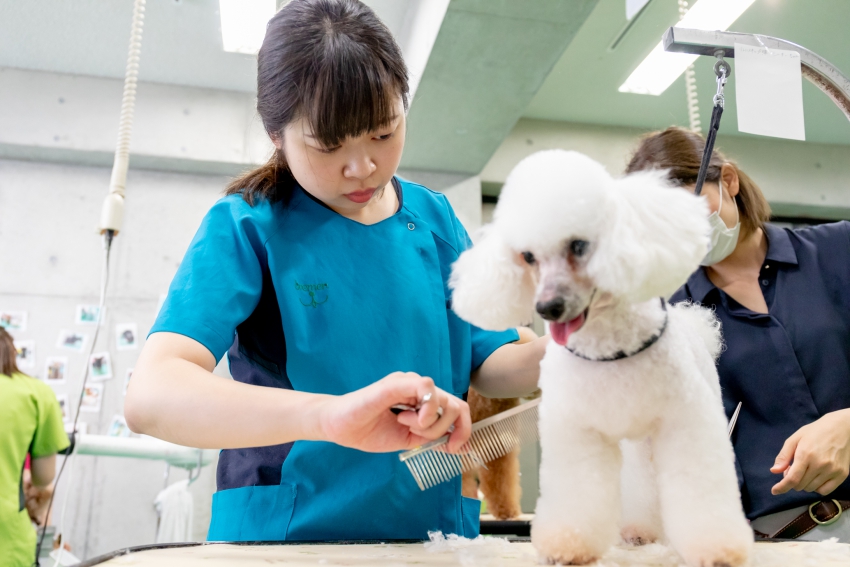 休校のお知らせ ニュース トピックス 学校法人野上学園 神戸ブレーメン動物専門学校