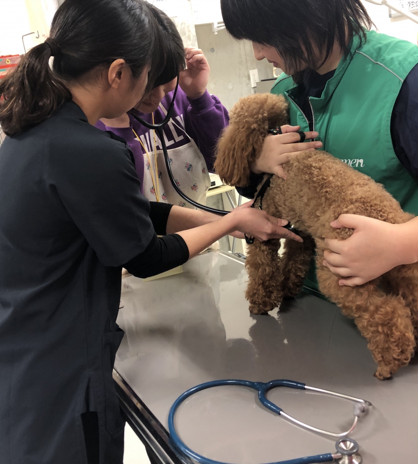 3月のオープンキャンパスについて ニュース トピックス 学校法人野上学園 神戸ブレーメン動物専門学校